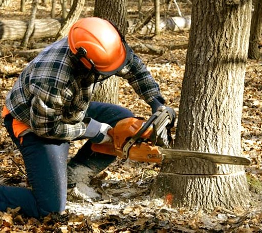 Tree Removal in Eaton Center, NH